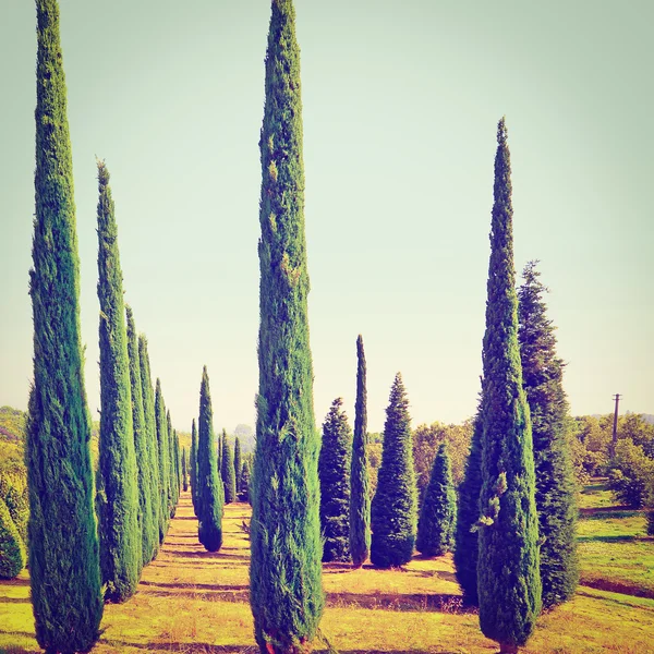 Cypress Trees in the Nursery Garden in Tuscany, Retro Effect — Stock Photo, Image