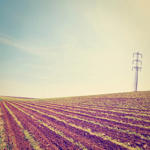 Mastro no campo — Fotografia de Stock