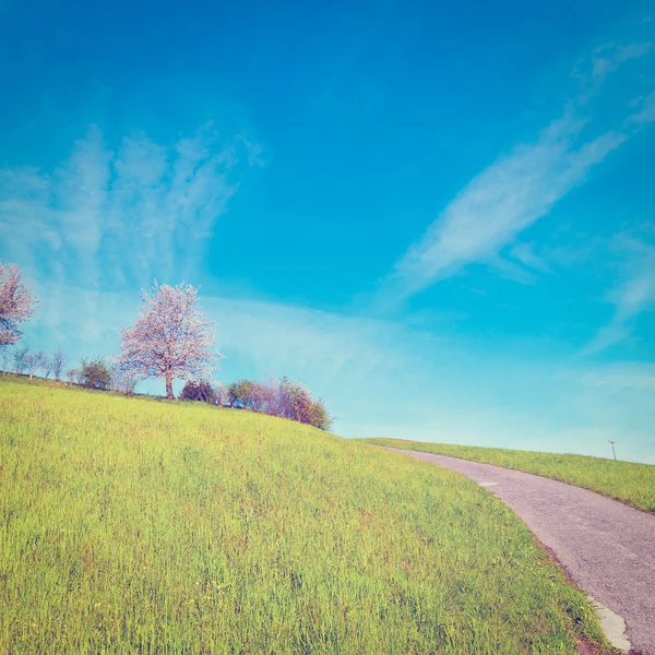 Meadow — Stock Photo, Image