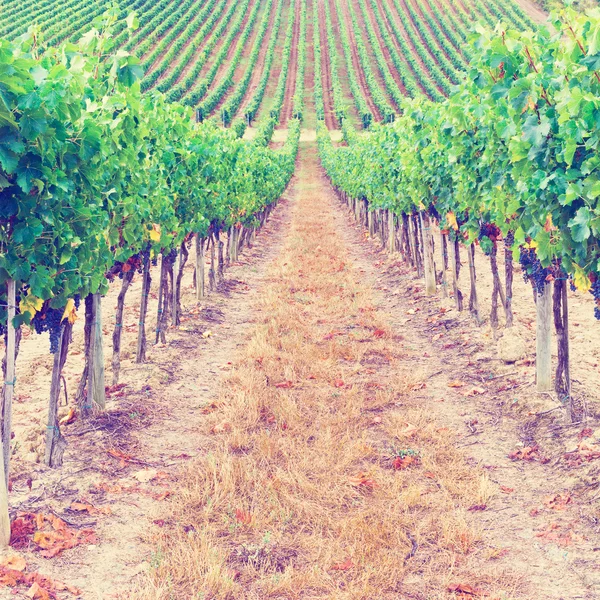 Vineyard — Stock Photo, Image