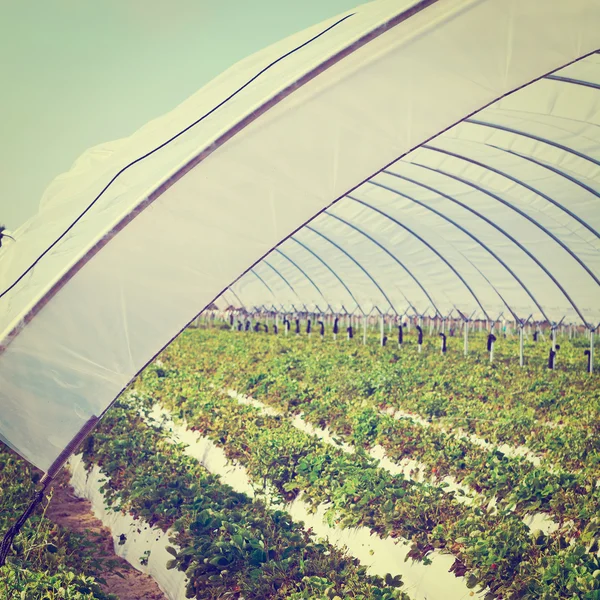 Greenhouse — Stock Photo, Image