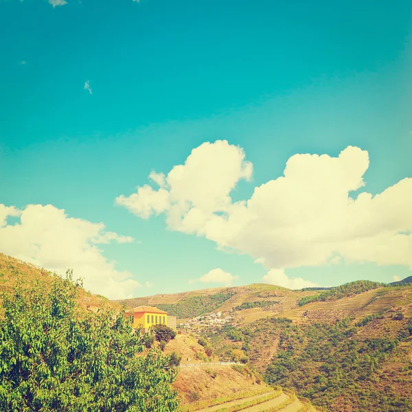 Vineyards — Stock Photo, Image