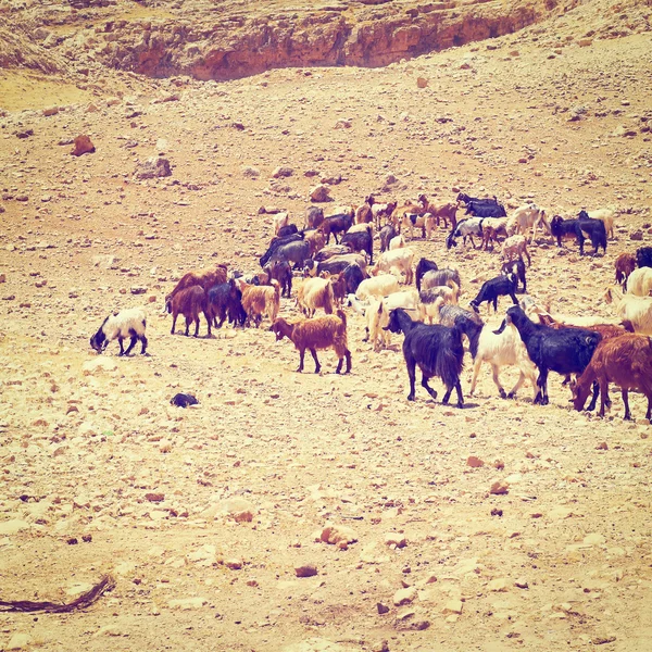 Herd of Goats — Stock Photo, Image