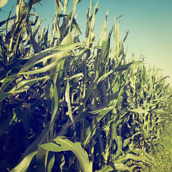 Corn — Stock Photo, Image