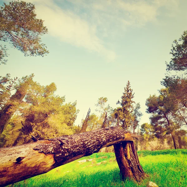 Сломанное дерево — стоковое фото
