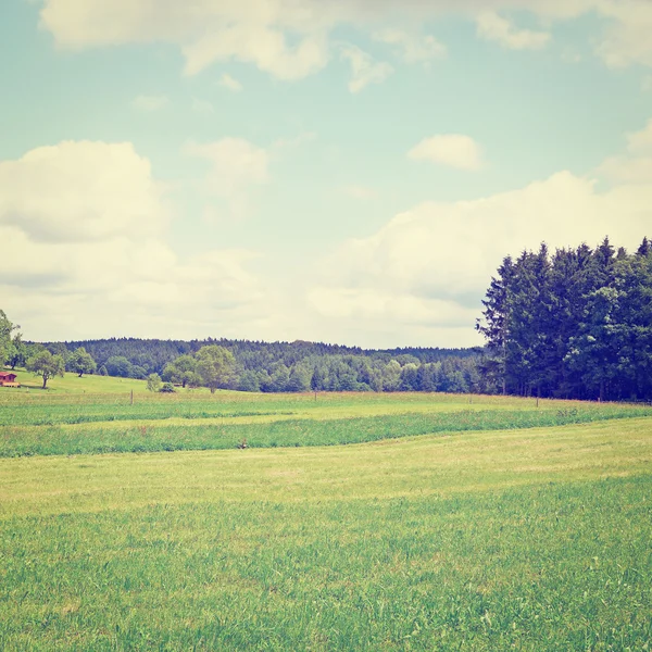 Meadow — Stock Photo, Image