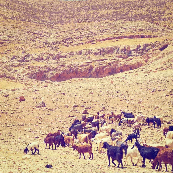 Keçi — Stok fotoğraf