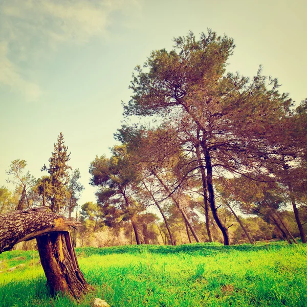 Forest — Stock Photo, Image