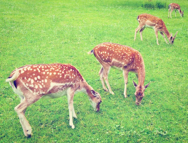 Deers — Stock Photo, Image