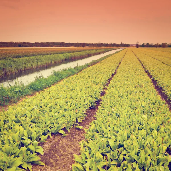 Tulips — Stock Photo, Image