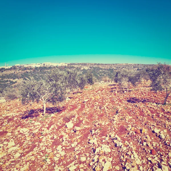 Galilee tepelerinde — Stok fotoğraf