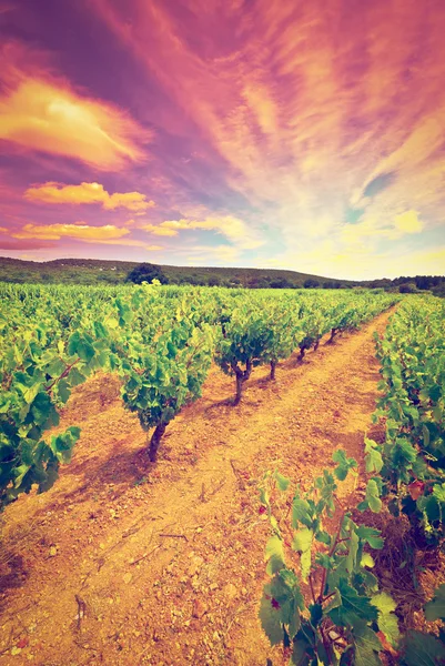 Vineyard — Stock Photo, Image