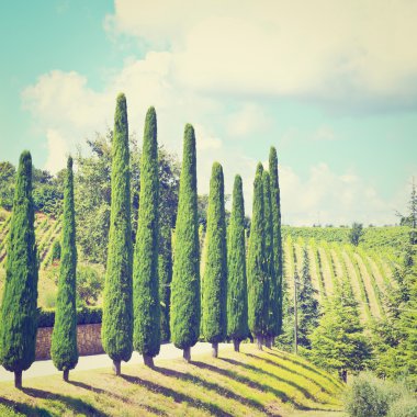 tepe Toskana üzüm bağları ve selvi