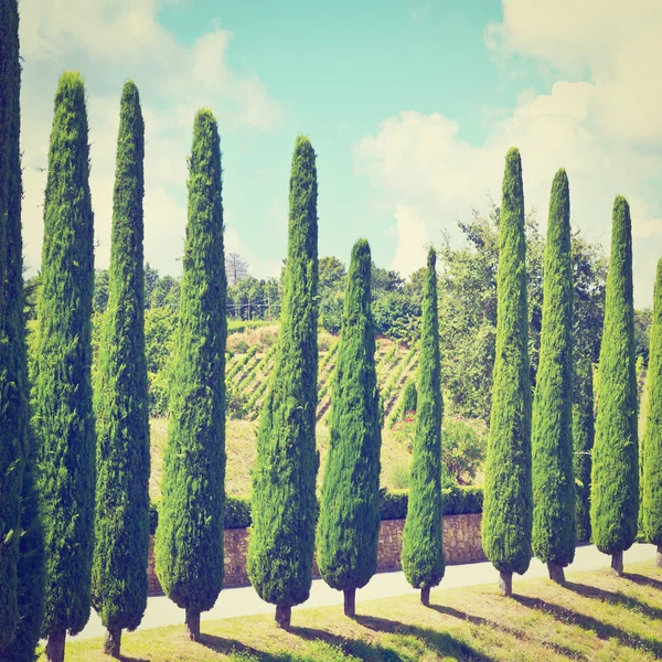Colina da Toscana com Vinhedos e Ciprestes — Fotografia de Stock