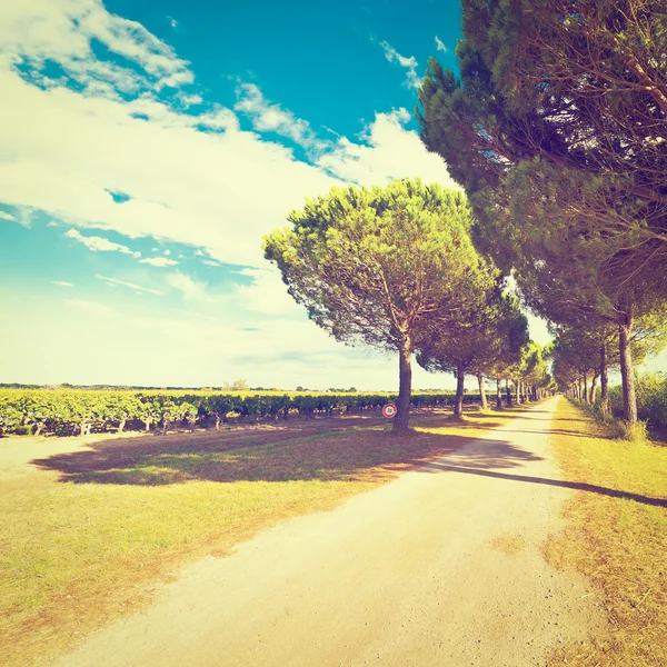 Vigneto in Francia — Foto Stock