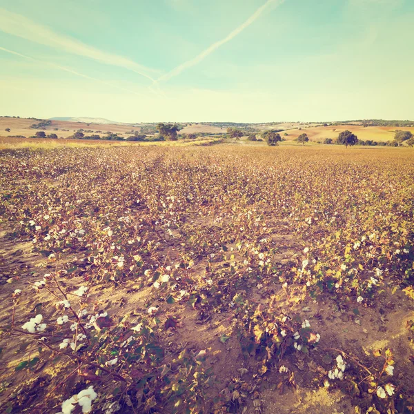 Cotton Bolls — Stock Photo, Image