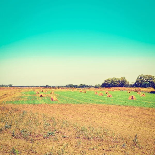 The Hay — Stock Photo, Image