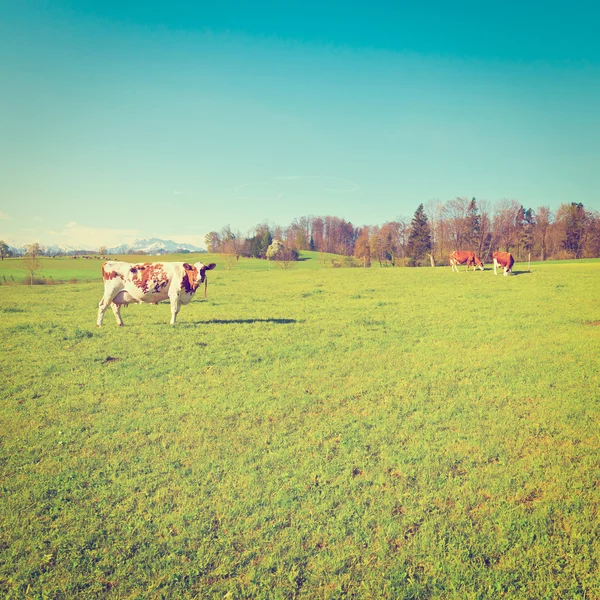 Pasture — Stock Photo, Image