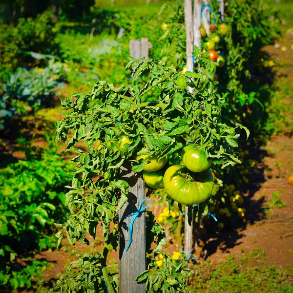 Tomate — Foto de Stock