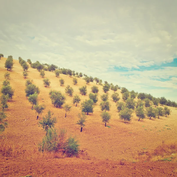 Olive Trees — Stock Photo, Image