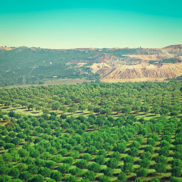 Olivplantage — Stockfoto