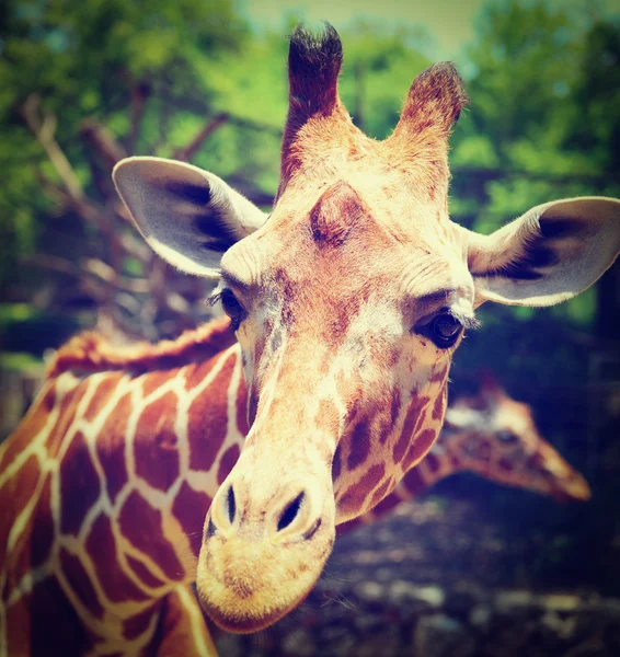 Girafe — Photo