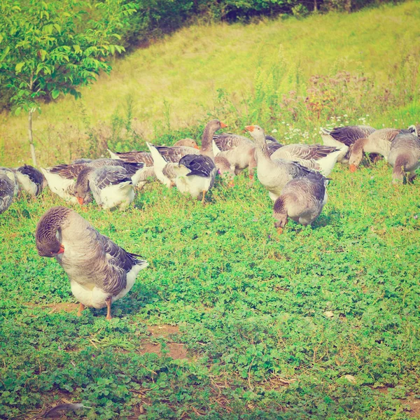 Gänse — Stockfoto