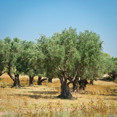 Olive grove