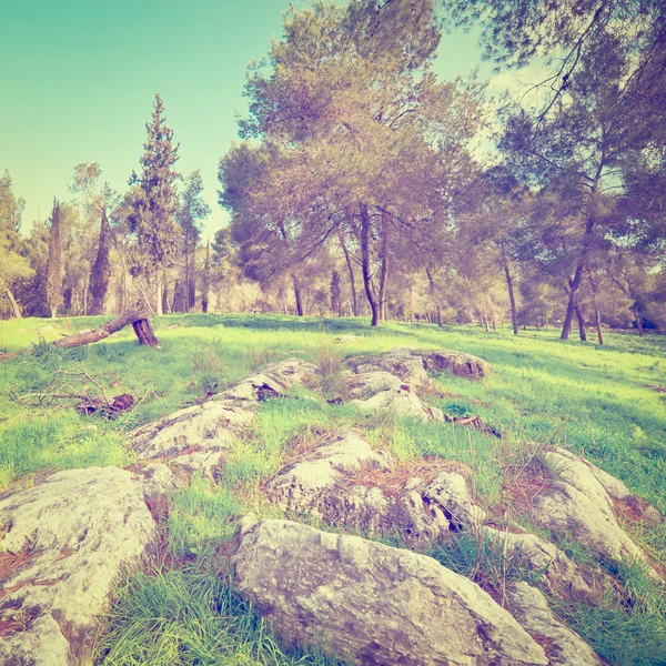 Broken Tree — Stock Photo, Image