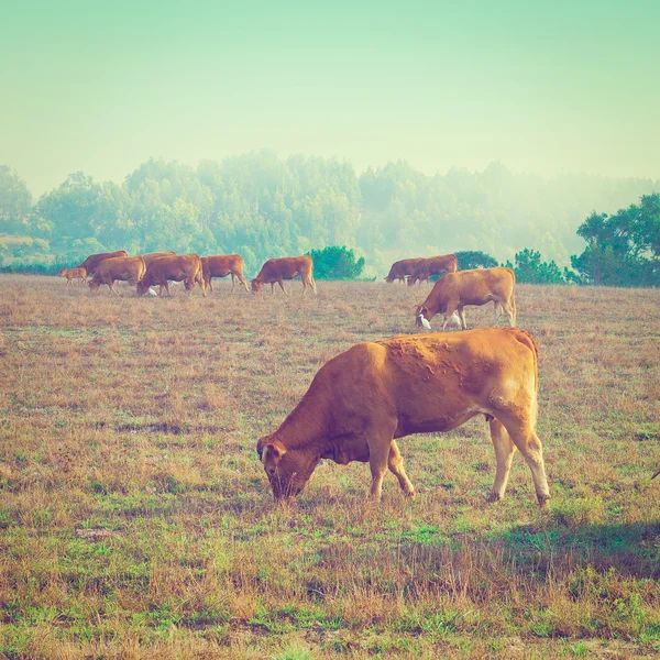Mucche e tori — Foto Stock