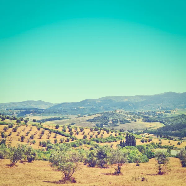 Plantación de olivos —  Fotos de Stock