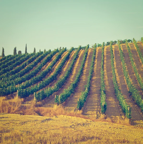 Hill of Tuscany with Vineyard in the Chianti Region, Instagram Effect — Stock Photo, Image