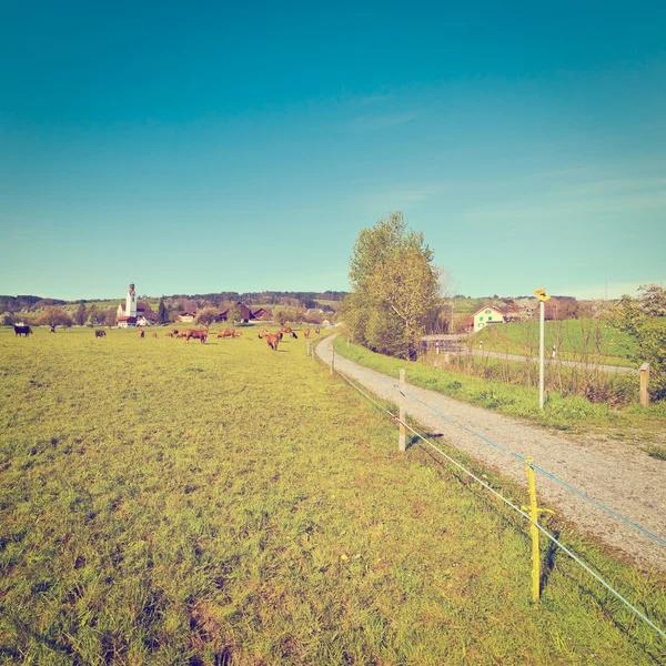 Pastviny — Stock fotografie