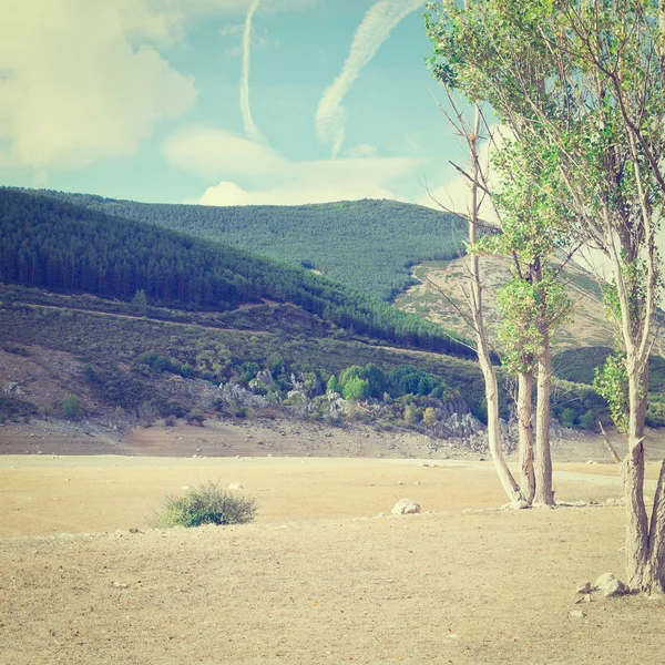 Bomen — Stockfoto