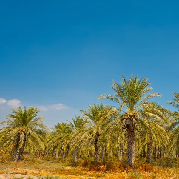 Palme da data — Foto Stock