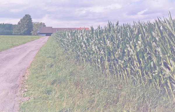 Opuštěná Pšeničná Kukuřičná Pole Bavorsku Vybledlém Barevném Efektu — Stock fotografie