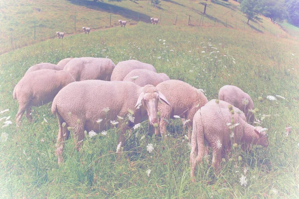 Pecore Sono Rannicchiate Rosicchiate Sull Erba Nei Prati Alpini Della — Foto Stock