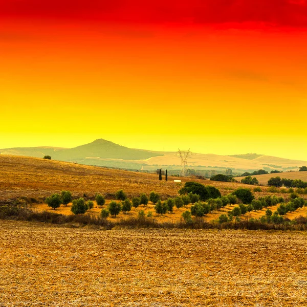 Zeytin Koru Güneş Doğarken Hasat Sonra Alanlarındaki Spanya Nefes Kesici — Stok fotoğraf