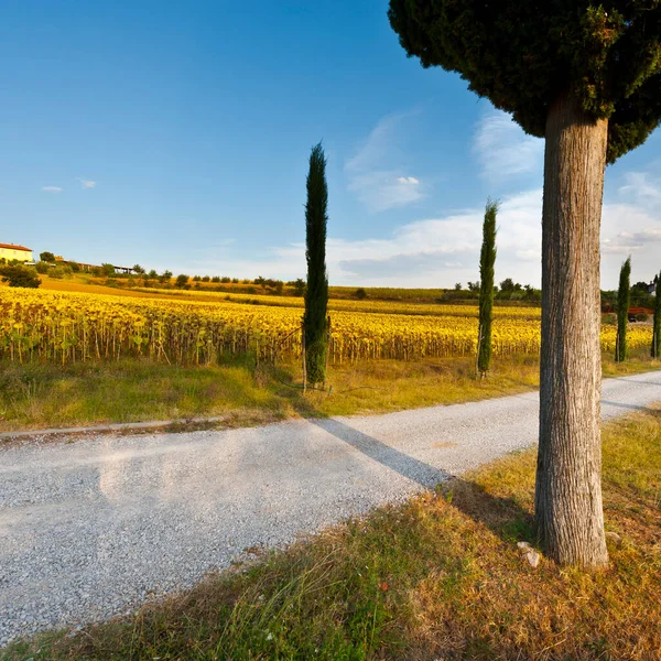 Dirt Road Leading Farmhouse Tuscany Italy Cypress Alley Fields Ripe — Stock Photo, Image