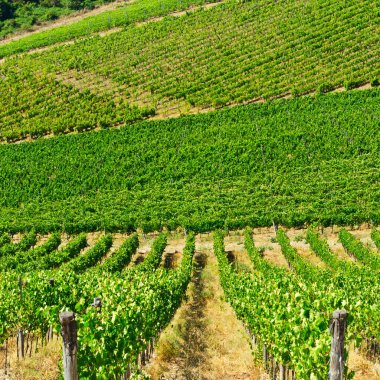 İtalya 'nın Chianti bölgesinde geniş üzüm bağları var. Arka planda Toskana 'daki üzüm bağları olan tepe tarafı.