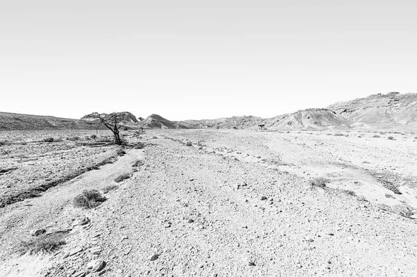 Захватывающий Дух Пейзаж Скальных Образований Пустыне Израиля Черно Белом Цвете — стоковое фото