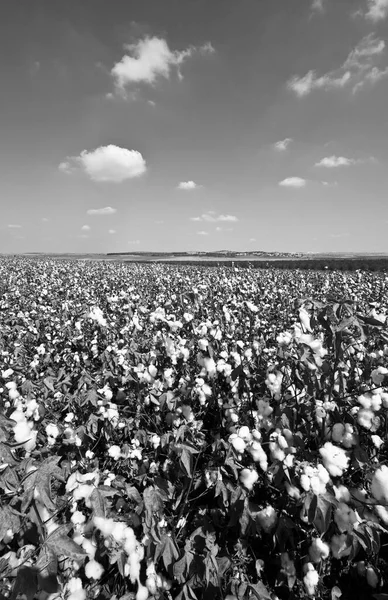 Pustynne Pola Bawełny Izraelu Gotowe Zbioru Warunkach Kwarantanny Czerni Bieli — Zdjęcie stockowe