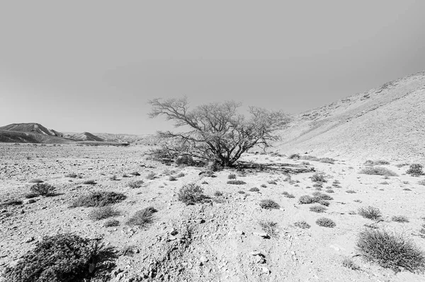 Breathtaking Landscape Rock Formations Israel Desert Black White Lifeless Desolate — Stock Photo, Image