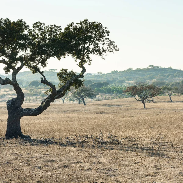 View Typical Dry Landscape Cork Trees Portugal — Stock Photo, Image
