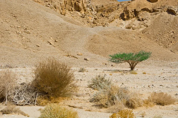 Życie Bezludnej Pustyni Negew Izraelu Zapierający Dech Piersiach Krajobraz Charakter — Zdjęcie stockowe