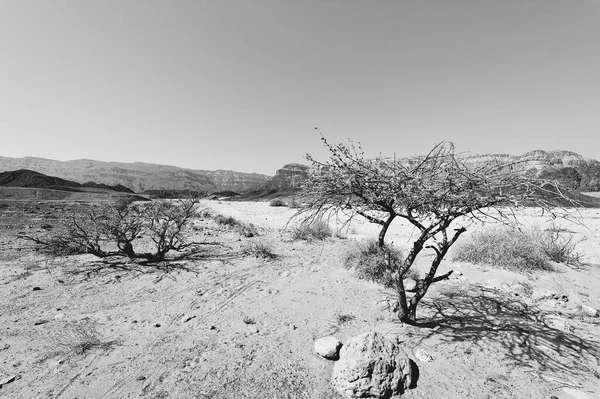 以色列内盖夫沙漠的岩石群山的孤独和空虚 中东令人振奋的风景和大自然 黑白照片 — 图库照片