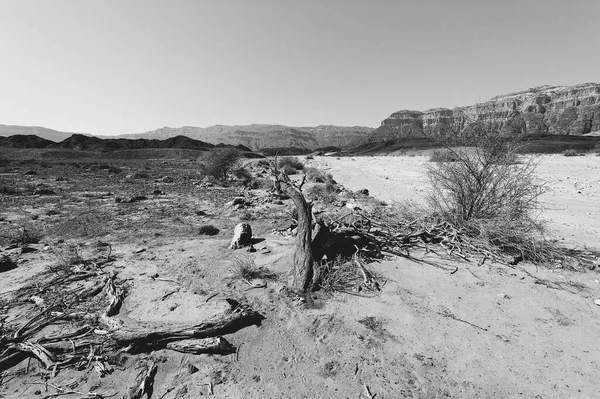 Soledad Vacío Las Colinas Rocosas Del Desierto Del Neguev Israel — Foto de Stock