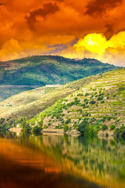 Путешествие Регионе Реки Дору Португалии Среди Виноградников Оливковых Рощ Виноградарство — стоковое фото