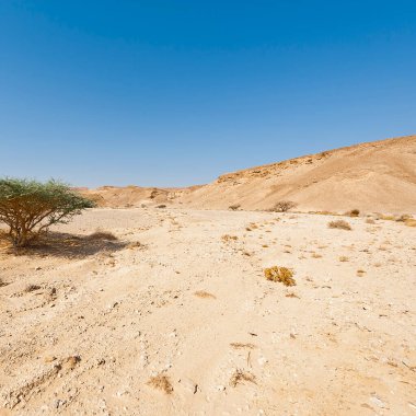 İsrail 'deki Negev Çölü' nün sonsuzluğundaki kuru ağaç. Ortadoğu 'nun nefes kesici manzarası ve doğası.