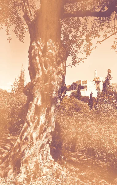 Старое Оливковое Дерево Фоне Стен Древнего Иерусалима Рассвете Современном Стиле — стоковое фото